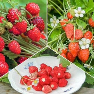 Ofertă specială! Fragi Gustul copilăriei, set de 3 soiuri imagine 11