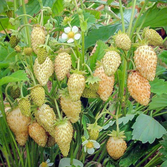 Fragi Yellow Wonder imagine 10