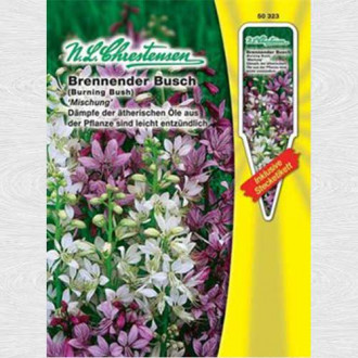 Frăsinel, mix multicolor imagine 1