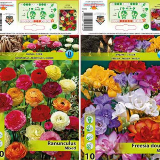 Ofertă specială! Frezie și Ranunculus Butterfly Beauty, set de 2 soiuri imagine 8