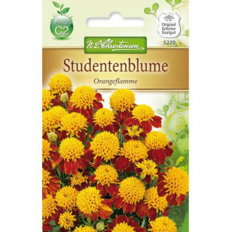 Тагетес Orangeflamme Chrestensen изображение 6