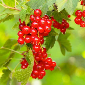 Френско грозде червено Rovada, Р9 изображение 1