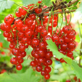 Френско грозде Jonkheer van Tets, Р9 изображение 3