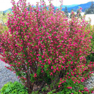 Френско грозде King Edward VII изображение 14