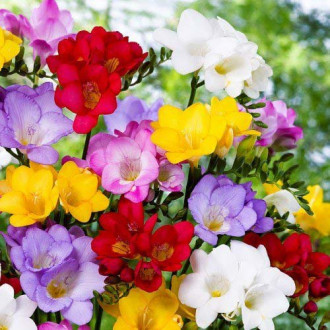 Frezie Double mix multicolor imagine 13