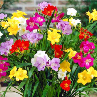 Frezie mix multicolor imagine 12