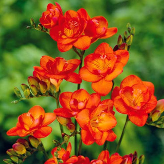 Frezie Orange imagine 1