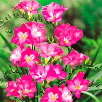 Frezie Pink imagine 16