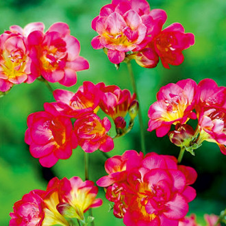 Frezie Red imagine 18