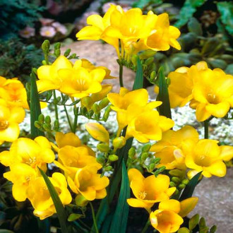 Frezie Yellow imagine 2