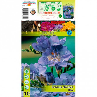 Фрезия Double Blue изображение 4