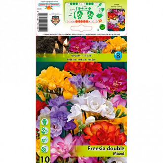 Frezja Double, mix kolorów interface.image 1