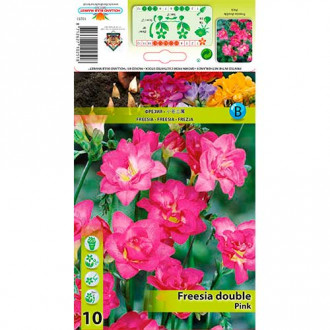 Frezja Double Pink interface.image 4