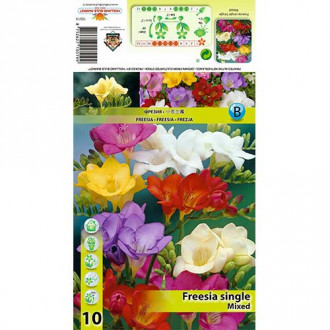 Frezja, mix kolorów interface.image 8