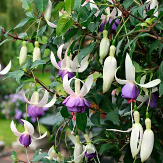 Cerceluș (Fuchsia) Delta Sarah imagine 7