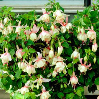 Cerceluș (Fuchsia) Annabel imagine 10