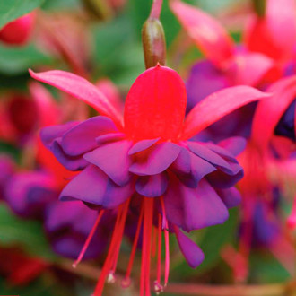 Cerceluș (Fuchsia) Lay Tumb imagine 5