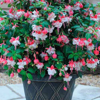 Cerceluș (Fuchsia) Snowcap imagine 6