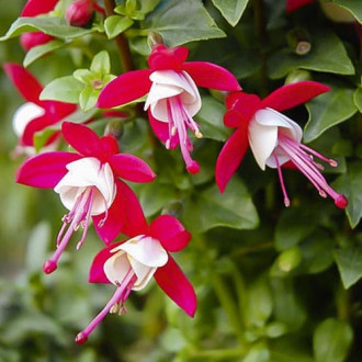 Fuksja (Fuchsia) Lay Tumb interface.image 4