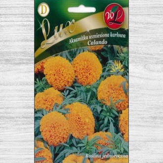 Gălbenele Calando portocalii Legutko imagine 12