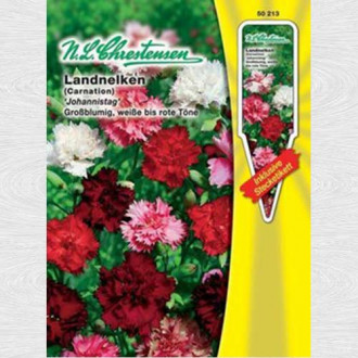 Garoafă Midsummer imagine 4