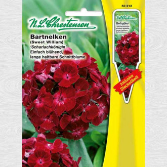 Garoafă turcească Scarlet Beauty imagine 11