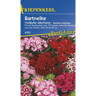 Garoafă turcească Vorlaufer, mix multicolor Kiepenkerl imagine 18