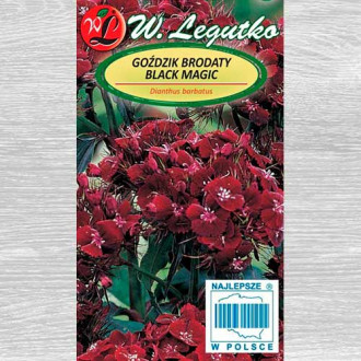 Garoafă turcească Black Magic Legutko imagine 12