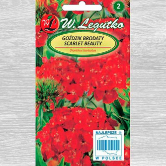 Garoafă turcească Scarlet Beauty Legutko imagine 14