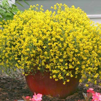 Genista Lydia imagine 1