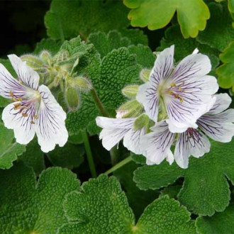 Geranium renardii imagine 3
