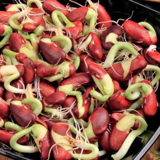 Germeni Fasole Adzuki XXL imagine 18