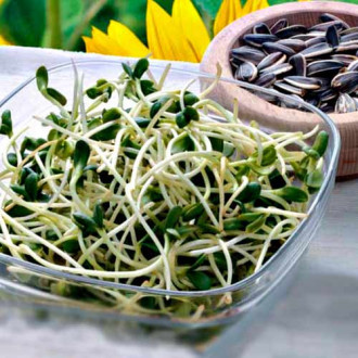 Germeni Floarea soarelui imagine 13