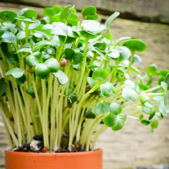 Germeni Muștar imagine 7