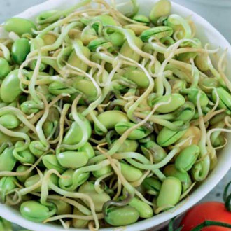 Germeni Soia imagine 10