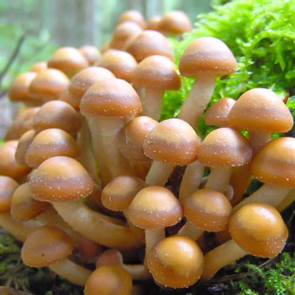 Gheba Ciobanilor imagine 14