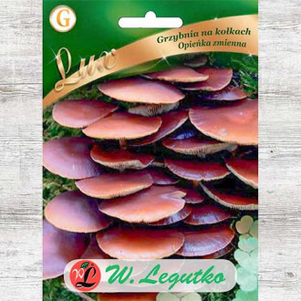 Gheba ciobanilor imagine 17