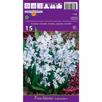 Ghiocei rusești (Puschkinia) Libanotica imagine 14