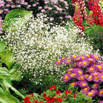 Гипсофила бяла изображение 11