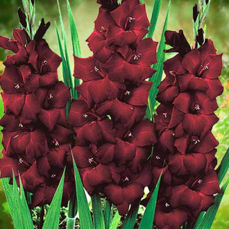 Gladiole grandiflora Black Sea imagine 9