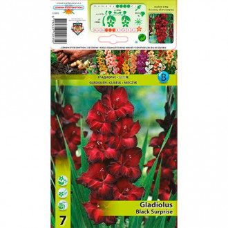 Гладиола Black Surprise изображение 12