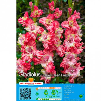 Гладиола Broken Heart Frizzle изображение 16