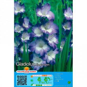Гладиола Kings Lynn изображение 8