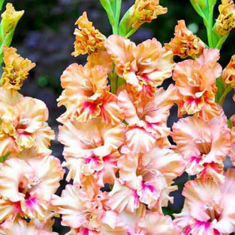 Гладиола Kissy Ruffle изображение 7