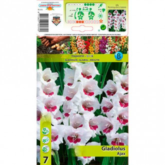 Gladiola (Mieczyk) Ajax interface.image 6