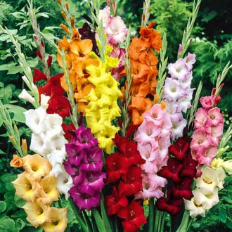 Gladiola (Mieczyk) Bambino, mix kolorów interface.image 4