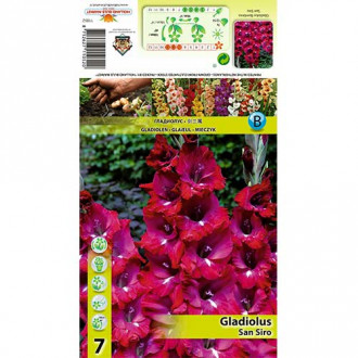 Gladiola (Mieczyk) San Siro interface.image 16