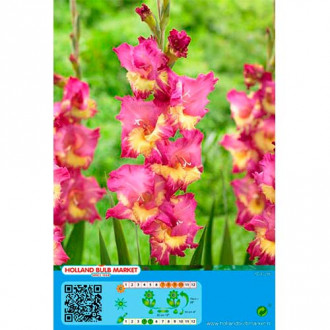 Gladiola (Mieczyk) Far West interface.image 13