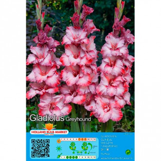 Gladiola (Mieczyk) Greyhound interface.image 14