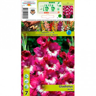 Gladiola (Mieczyk) Jo Jo interface.image 17